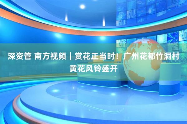深资管 南方视频｜赏花正当时！广州花都竹洞村黄花风铃盛开