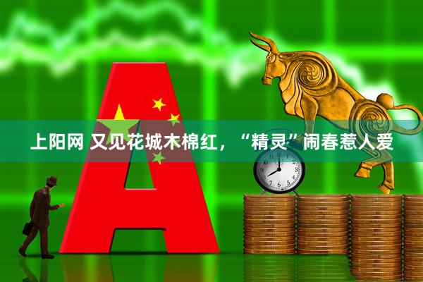 上阳网 又见花城木棉红，“精灵”闹春惹人爱