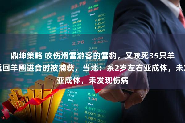 鼎坤策略 咬伤滑雪游客的雪豹,又咬死35只羊!再次返回羊圈进食时被捕获,当地:系2岁左右亚成体,未发现伤病